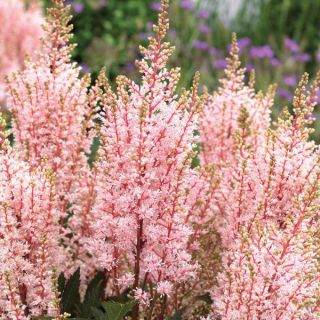 Look At Me Astilbe Thumbnail